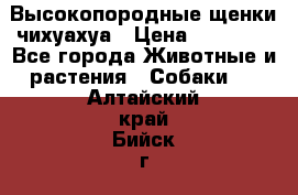 Высокопородные щенки чихуахуа › Цена ­ 25 000 - Все города Животные и растения » Собаки   . Алтайский край,Бийск г.